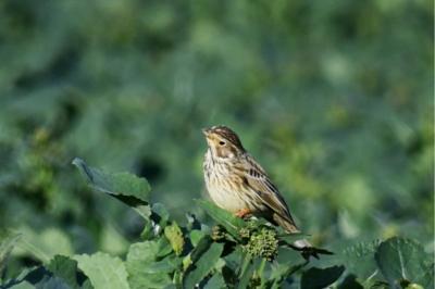Emberiza calandra