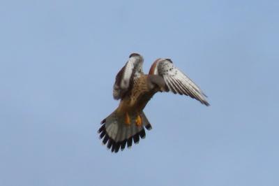 Falco tinnunculus