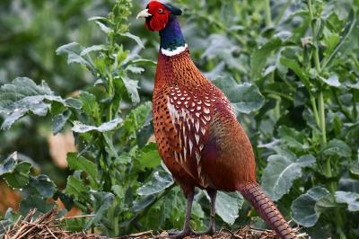 Phasianus colchicus