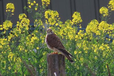 Falco tinnunculus