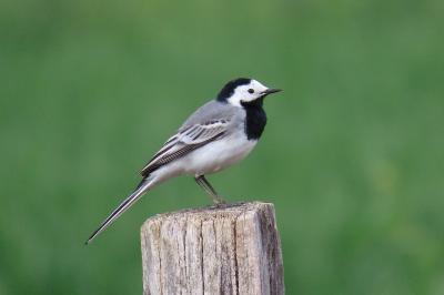 Motacilla alba