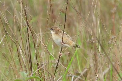 Cisticola juncidis