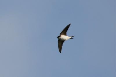 Delichon urbicum
