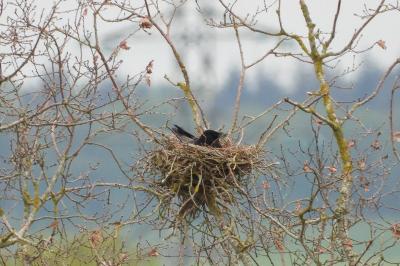 Corvus corone