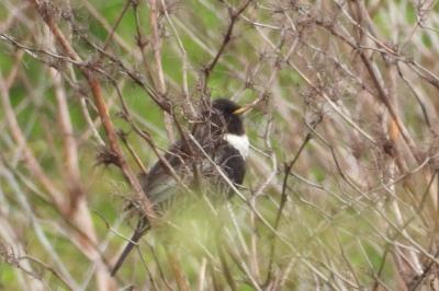 Turdus torquatus