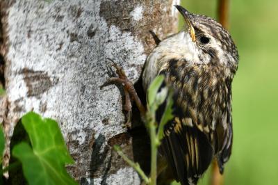 Certhia brachydactyla