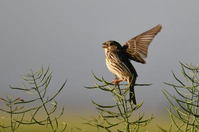 Emberiza calandra