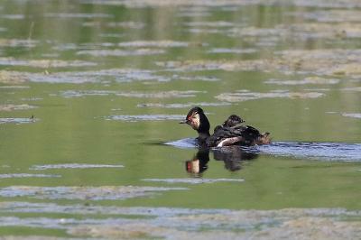 Podiceps nigricollis