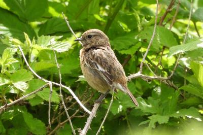 Saxicola rubicola