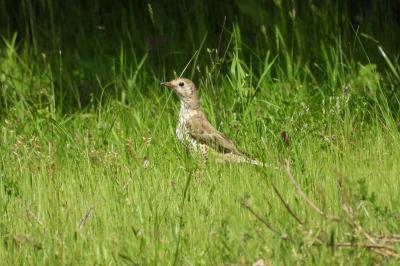 Turdus viscivorus