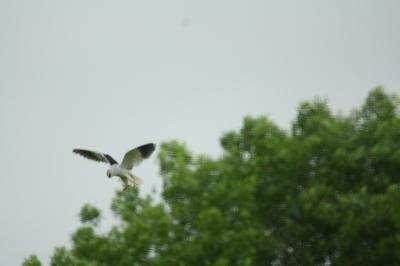 Elanus caeruleus