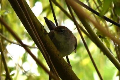 Cettia cetti