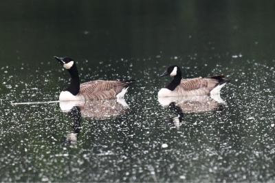 Branta canadensis
