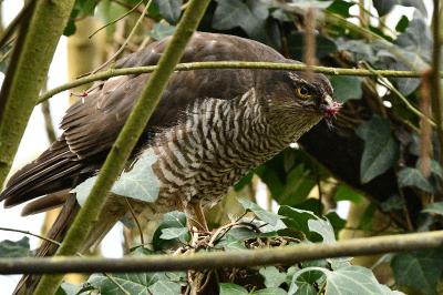 Accipiter nisus