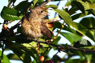 Phoenicurus phoenicurus