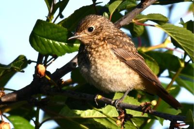 Phoenicurus phoenicurus