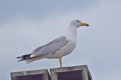 Larus michahellis