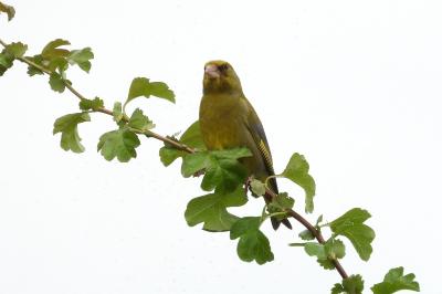 Chloris chloris