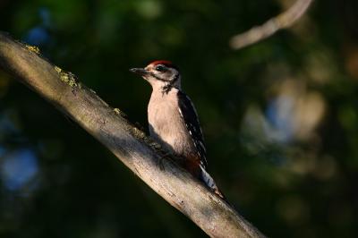 Dendrocopos major