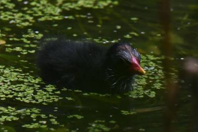 Gallinula chloropus