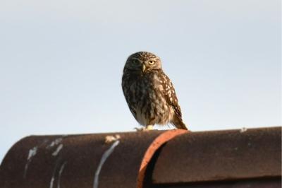 Athene noctua