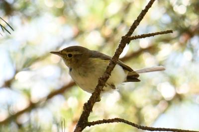 Phylloscopus bonelli