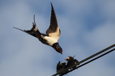 Hirundo rustica