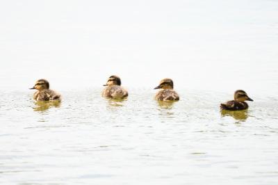 Anas platyrhynchos