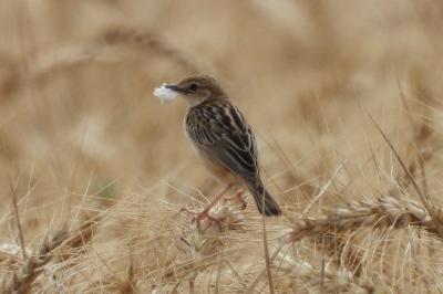 Cisticola juncidis