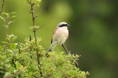 Lanius collurio