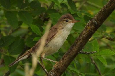 Acrocephalus scirpaceus
