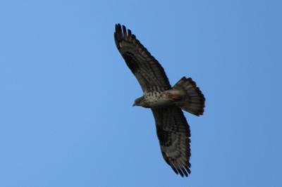 Pernis apivorus