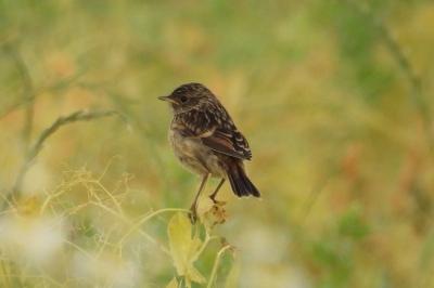 Saxicola rubicola