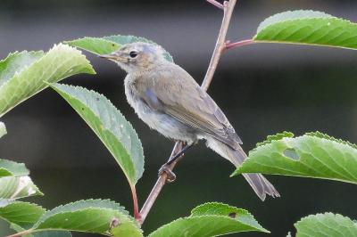 Phylloscopus collybita