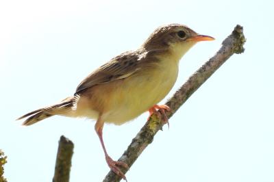 Cisticola juncidis