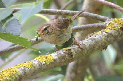 Phylloscopus collybita