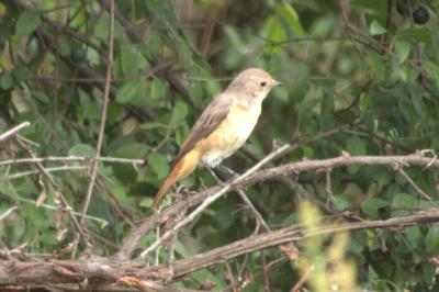 Phoenicurus phoenicurus