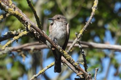 Muscicapa striata