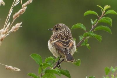 Saxicola rubicola