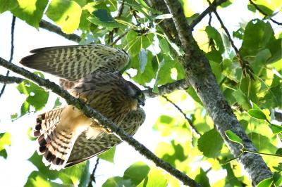 Falco tinnunculus