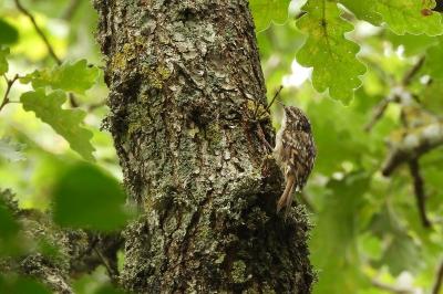 Certhia brachydactyla