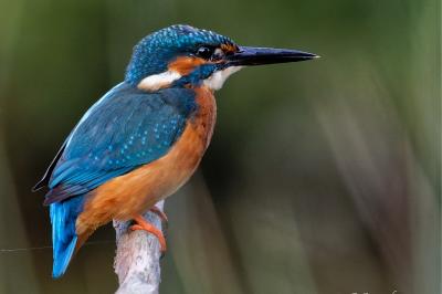 Alcedo atthis