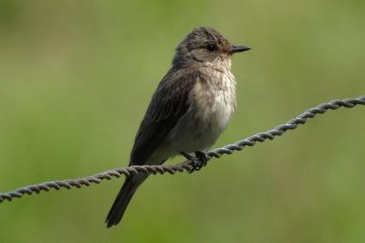 Muscicapa striata
