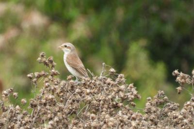 Lanius collurio