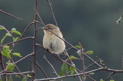 Phylloscopus collybita
