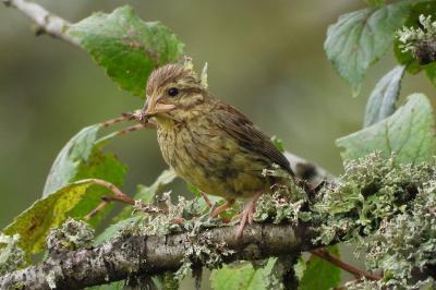 Emberiza cirlus