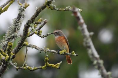 Phoenicurus phoenicurus