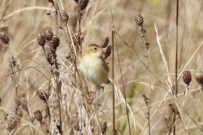 Cisticola juncidis