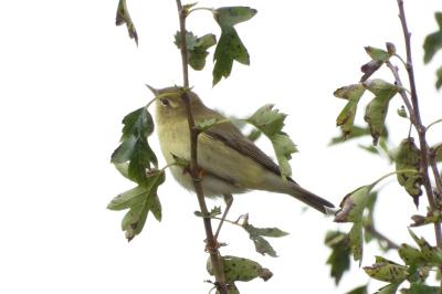 Phylloscopus trochilus