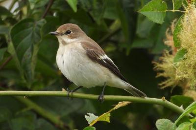 Ficedula hypoleuca
